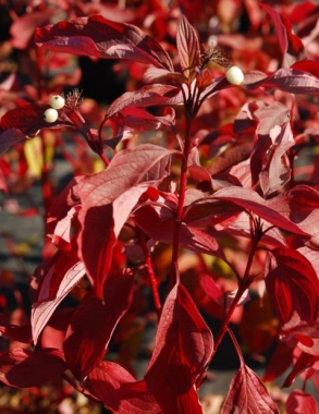 Dereń biały (Cornus alba) 